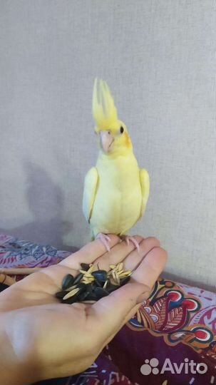 Птенец кореллы