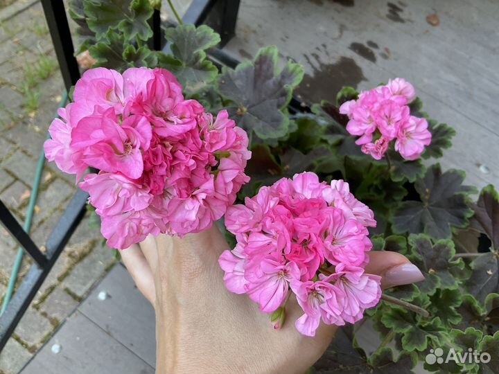 Пеларгония