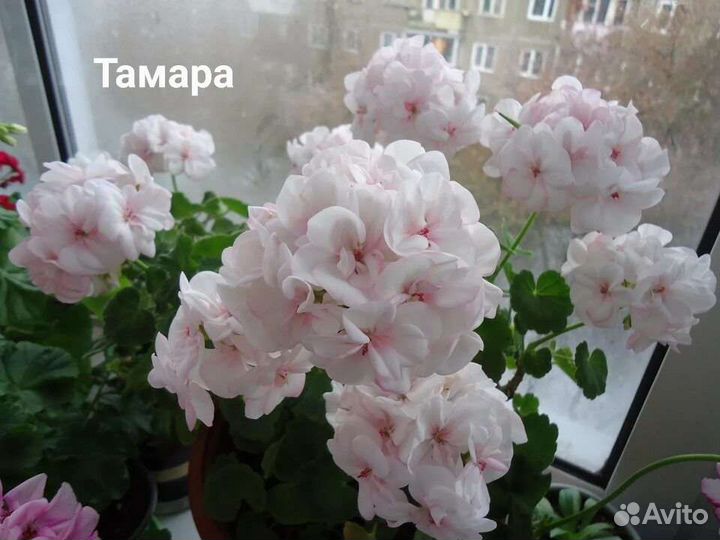 Пеларгония Тамара