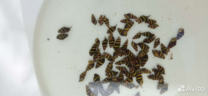 Улитка хилена