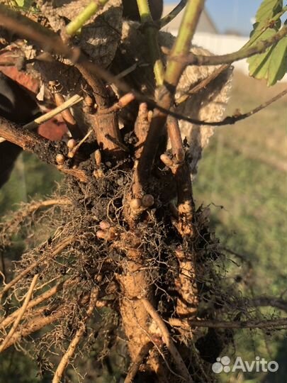 Хмель ризомы, саженцы хмеля, чебуки хмеля, рассада