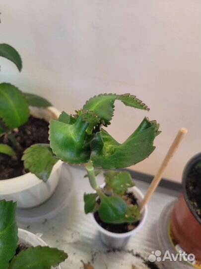 Каланхоэ лечебное