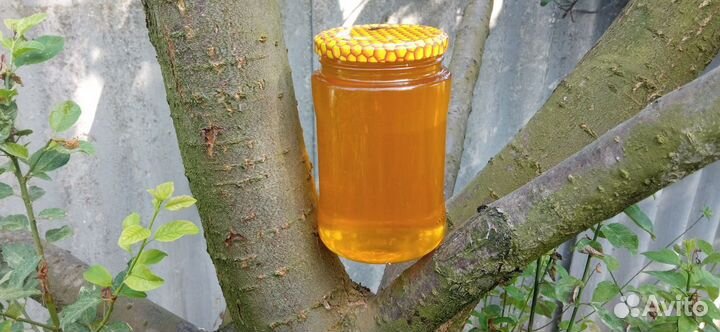 Мед оптом, акация, подсолнечный, разнотравье