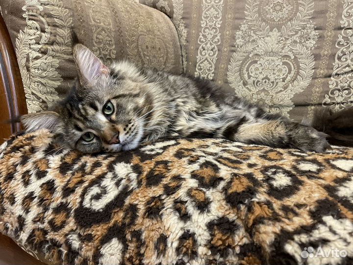 Ищем кошку для вязки