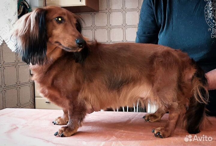 Стрижка собак. Груминг. С выездом