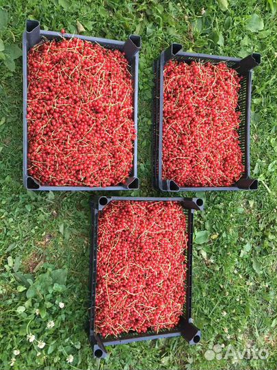 Крыжовник, красная и черная смородина ягоды