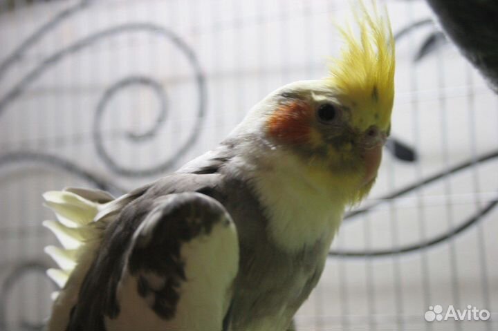 Попугай корелла с клеткой