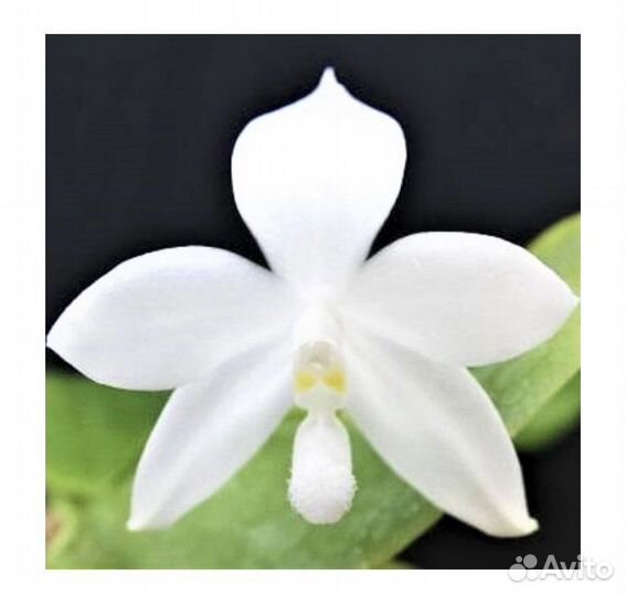 Орхидея Pingtung Bronze Age