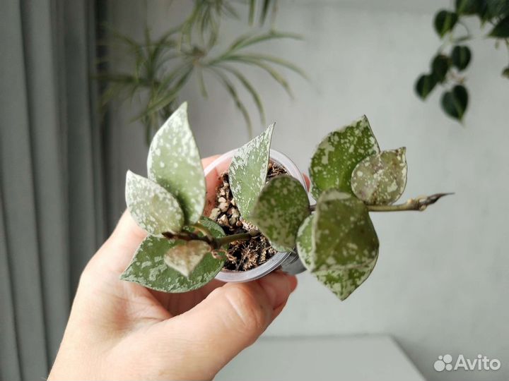 Хойя лакуноза эскимо, хойя крониана блэк ливз