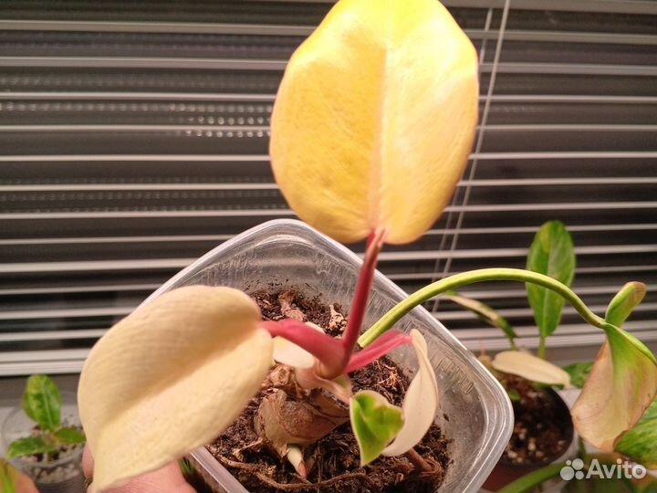 Филодендрон Ло Споттед