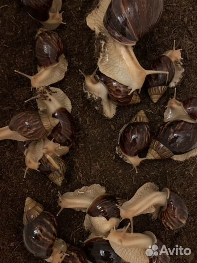 Улитки ахатины бесплатно