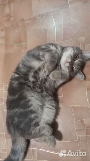 Кошки