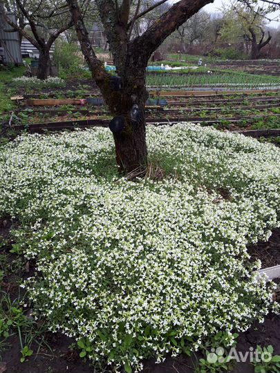 Почвопокровники