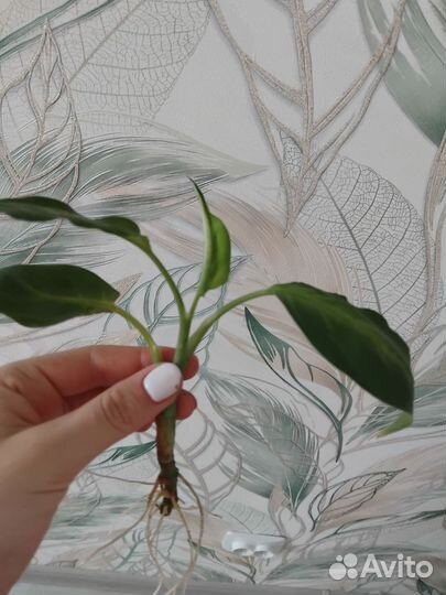 Ростки диффенбахии