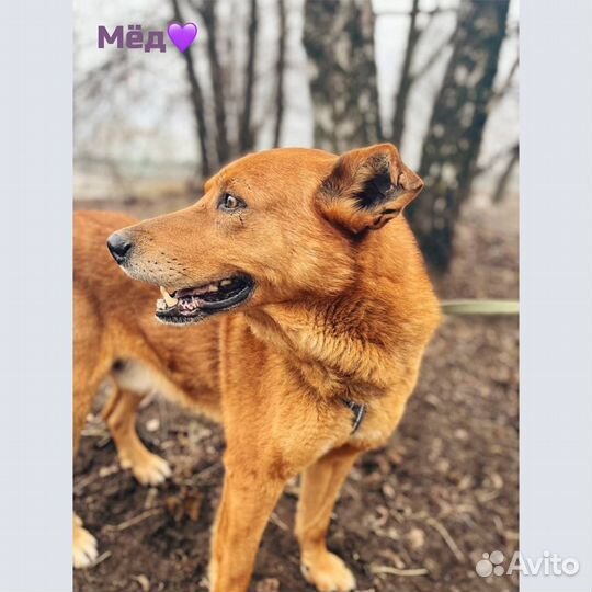 Огненный пес в добрые руки