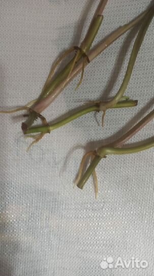 Сигнониум империал Вайт