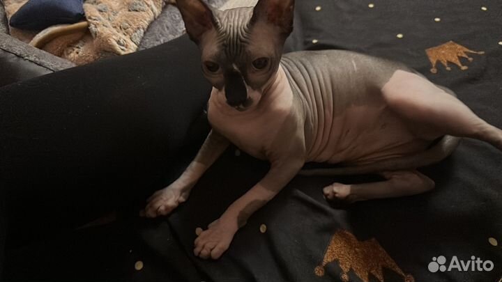 Канадский сфинкс вязка