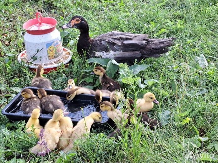 Мускусные утята тяжелой линии