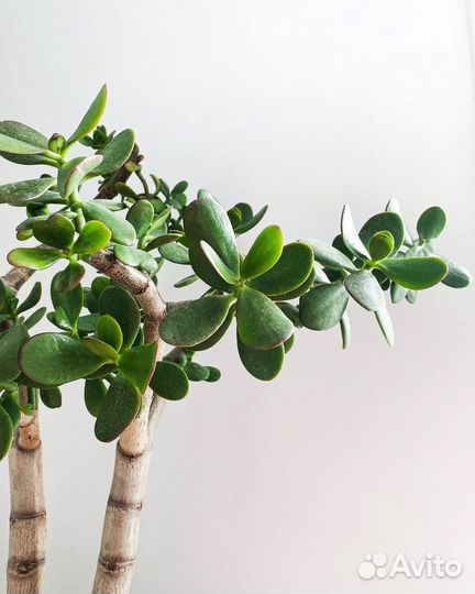 Суккулент