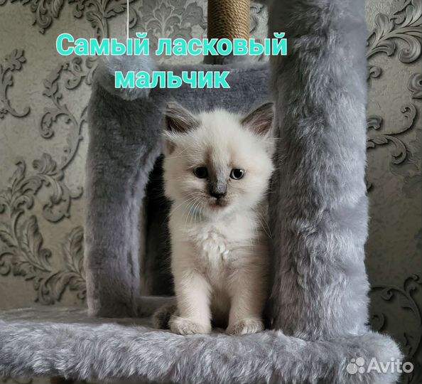 Котята Невской Маскарадной