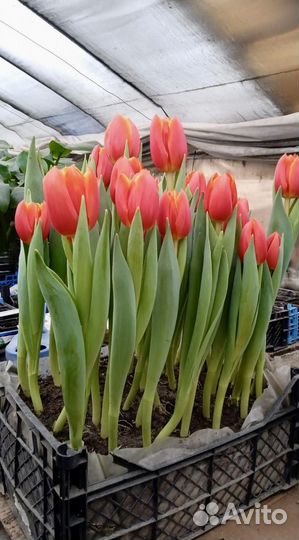 Тюльпаны к 8 марта оптом и в розницу