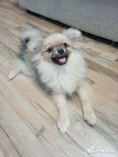 Перевозка животных и няня для животных