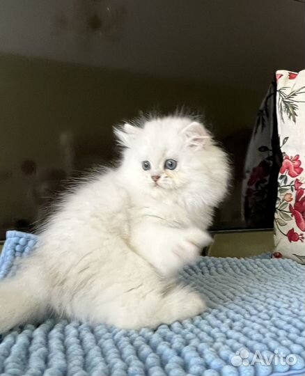 Персидская шиншилла мальчик