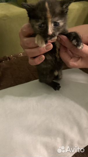 Домашние животные кошки