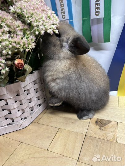 Чистопородные минилопы