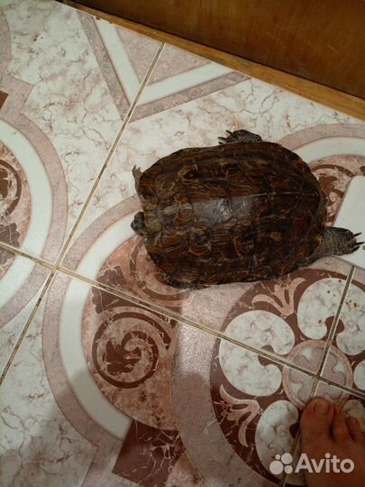 Красноухая черепаха