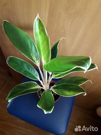 Аглаонема вайт лайм