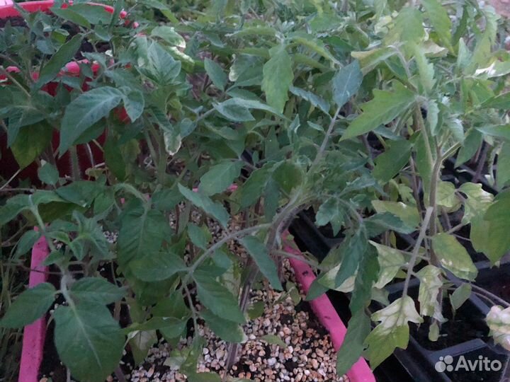 Рассада помидор