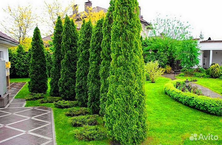 Туи премиум