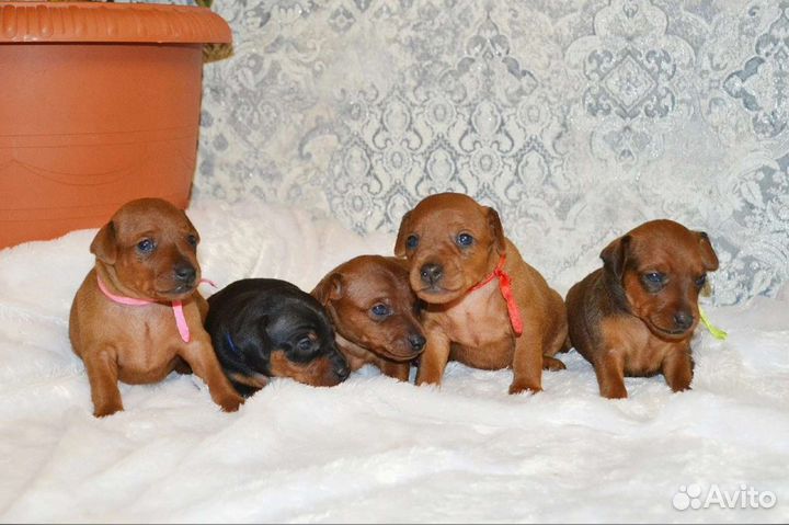 Щенки цвергпинчера