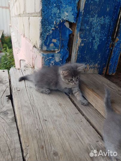Котята
