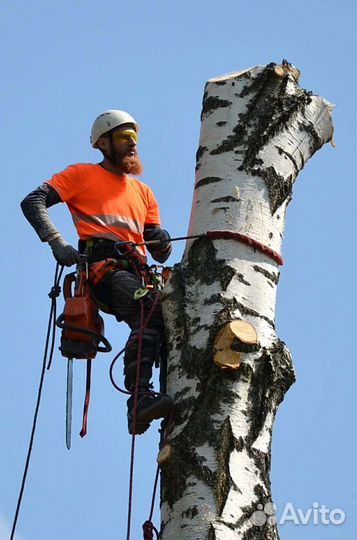 Спил, удаление, обрезка деревьев
