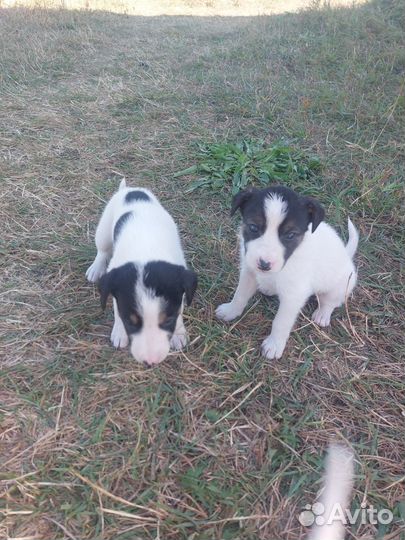 Щенки 2месяца ищут дом