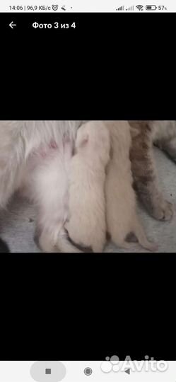 Невская маскарадная кот на вязку