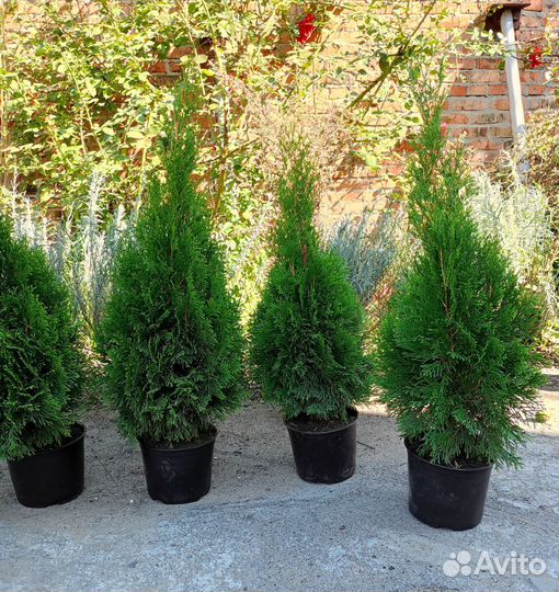 Туя смарагд