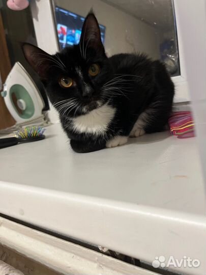 Черная кошка