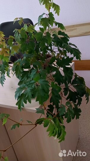 Циссус (березка)