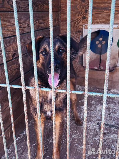 Дружок из приюта