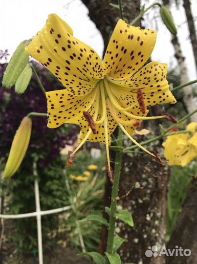 Луковицы лилий