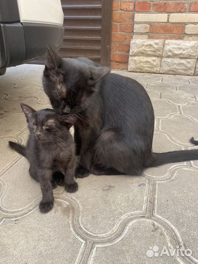 Коты черные, в добрые руки