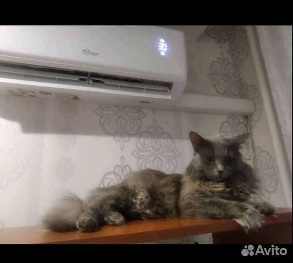 Серый котик ищет дом