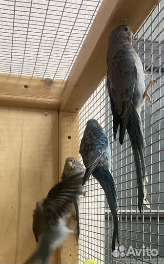 Попугай певчий