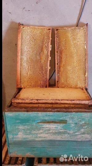 Сушь для пчел