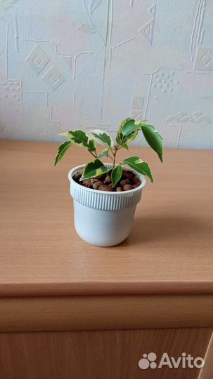 Фикус бенджамина