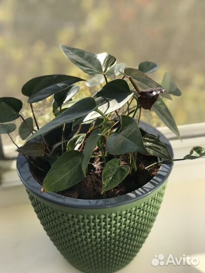 Комнатные цветы антуриум