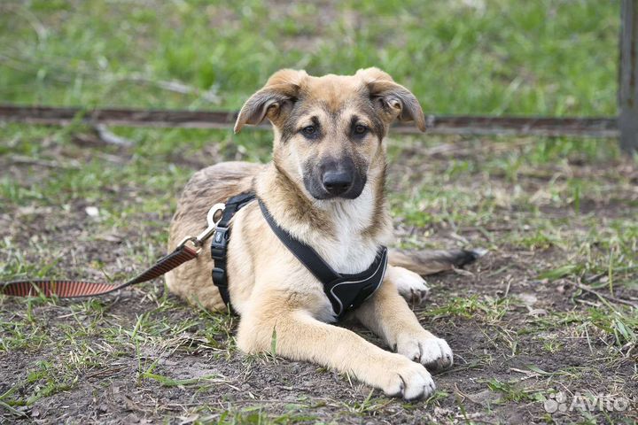 Щенок девочка в добрые руки